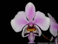 Photo : Phalaenopsis schilleriana