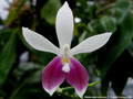Photo : Phalaenopsis speciosa