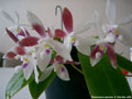 Photo : Phalaenopsis speciosa