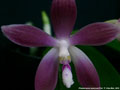 Photo : Phalaenopsis speciosa