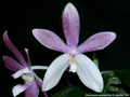 Photo : Phalaenopsis speciosa