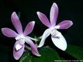 Photo : Phalaenopsis speciosa