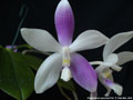 Photo : Phalaenopsis speciosa