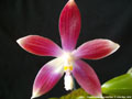Photo : Phalaenopsis speciosa