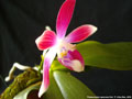 Photo : Phalaenopsis speciosa
