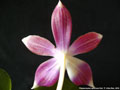 Photo : Phalaenopsis speciosa