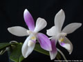 Photo : Phalaenopsis speciosa