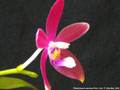 Photo : Phalaenopsis speciosa