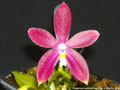 Photo : Phalaenopsis speciosa