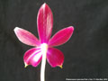 Photo : Phalaenopsis speciosa
