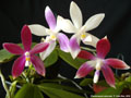 Photo : Phalaenopsis speciosa