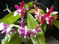 Photo : Phalaenopsis speciosa