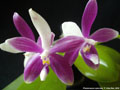 Photo : Phalaenopsis speciosa
