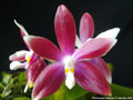 Photo : Phalaenopsis speciosa