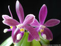 Photo : Phalaenopsis speciosa