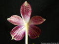 Photo : Phalaenopsis speciosa