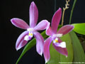 Photo : Phalaenopsis speciosa