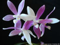 Photo : Phalaenopsis speciosa