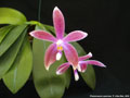 Photo : Phalaenopsis speciosa