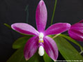 Photo : Phalaenopsis speciosa
