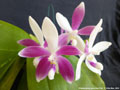 Photo : Phalaenopsis speciosa