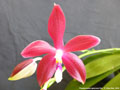 Photo : Phalaenopsis speciosa