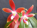 Photo : Phalaenopsis speciosa