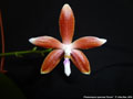 Photo : Phalaenopsis speciosa