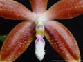 Photo : Phalaenopsis speciosa