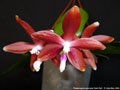 Photo : Phalaenopsis speciosa