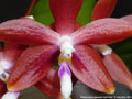 Photo : Phalaenopsis speciosa