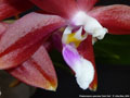 Photo : Phalaenopsis speciosa