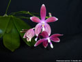 Photo : Phalaenopsis speciosa