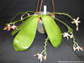 Photo : Phalaenopsis speciosa