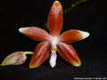 Photo : Phalaenopsis speciosa