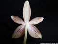 Photo : Phalaenopsis speciosa