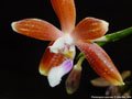 Photo : Phalaenopsis speciosa