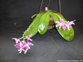 Photo : Phalaenopsis speciosa
