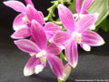 Photo : Phalaenopsis speciosa