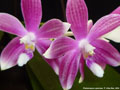 Photo : Phalaenopsis speciosa