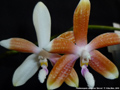 Photo : Phalaenopsis speciosa