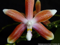 Photo : Phalaenopsis speciosa