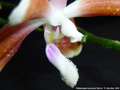 Photo : Phalaenopsis speciosa