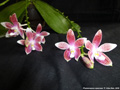 Photo : Phalaenopsis speciosa