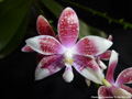 Photo : Phalaenopsis speciosa
