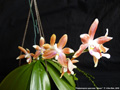 Photo : Phalaenopsis speciosa