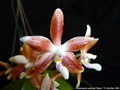 Photo : Phalaenopsis speciosa