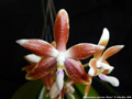 Photo : Phalaenopsis speciosa