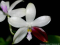 Photo : Phalaenopsis speciosa
