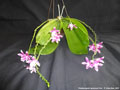 Photo : Phalaenopsis speciosa